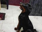 Rottweiler Puppy