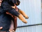 Rottweiler Puppies