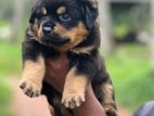 Rottweiler Puppies