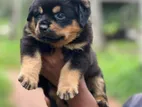 Rottweiler Puppies