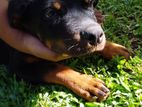 Rottweiler Puppy