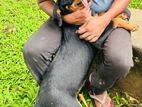 Rottweiler Puppy