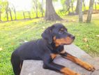 Rottweiler Puppy