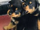 Rottweiler Puppy