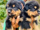 Rottweiler Puppy