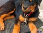 Rottweiler Puppy