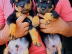 Rottweiler Puppy
