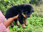 Rottweiler Puppy