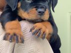 Rottweiler Puppy