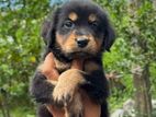 Rottweiler Puppy