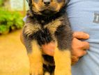 Rottweiler Puppy