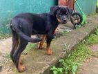 Rottweiler Puppy
