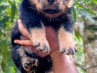 Rottweiler Puppy