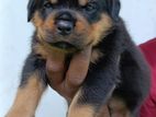 Rottweiler Puppy