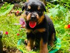Rottweiler Puppies