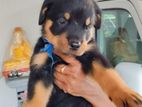 Rottweiler Puppy