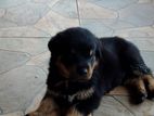 Rottweiler Puppy