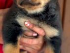 Rottweiler Puppy