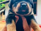 Rottweiler puppy