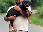 Rottweiler Puppy