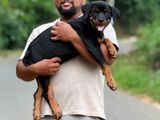 Rottweiler Puppy