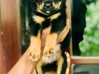 Rottweiler Puppy