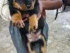 Rottweiler Puppy