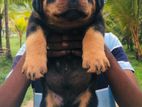 Rottweiler Puppy