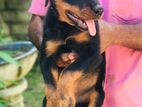 Rottweiler Puppy