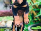 Rottweiler Puppy