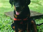 Rottweiler Puppy