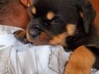 Rottweiler Puppy