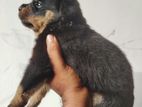 Rottweiler Puppy