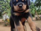 Rottweiler puppy