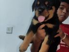 Rottweiler Puppy