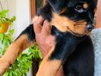 Rottweiler Puppies