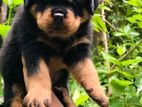 Rottweiler Puppy