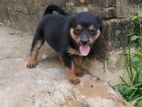 Rottweiler Puppy
