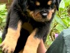 Rottweiler Puppy
