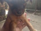 Rottweiler Puppy