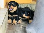 Rottweiler Puppy