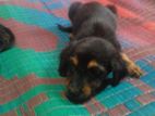 Rottweiler Puppies
