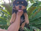 Rottweiler Puppies