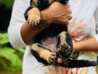 Rottweiler Puppy