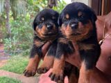 Rottweiler Puppy