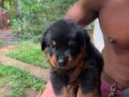 Rottweiler Puppy