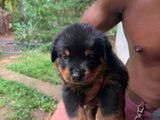 Rottweiler Puppy