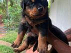 Rottweiler Puppy