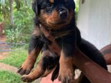 Rottweiler Puppy