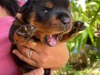 Rottweiler Puppy